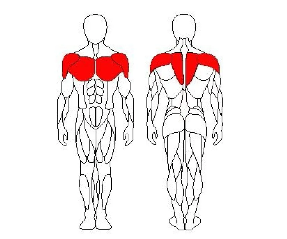 Грудь-задние дельтовидные мышцы Sportfit 1226